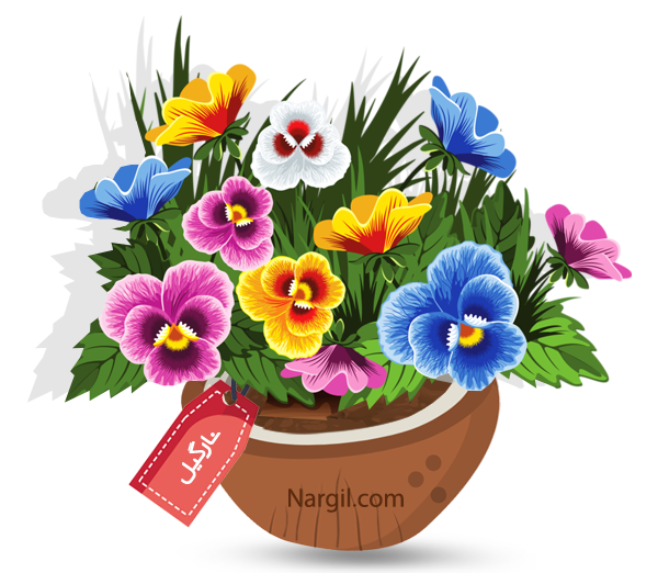 Nargil_Viola Pansy